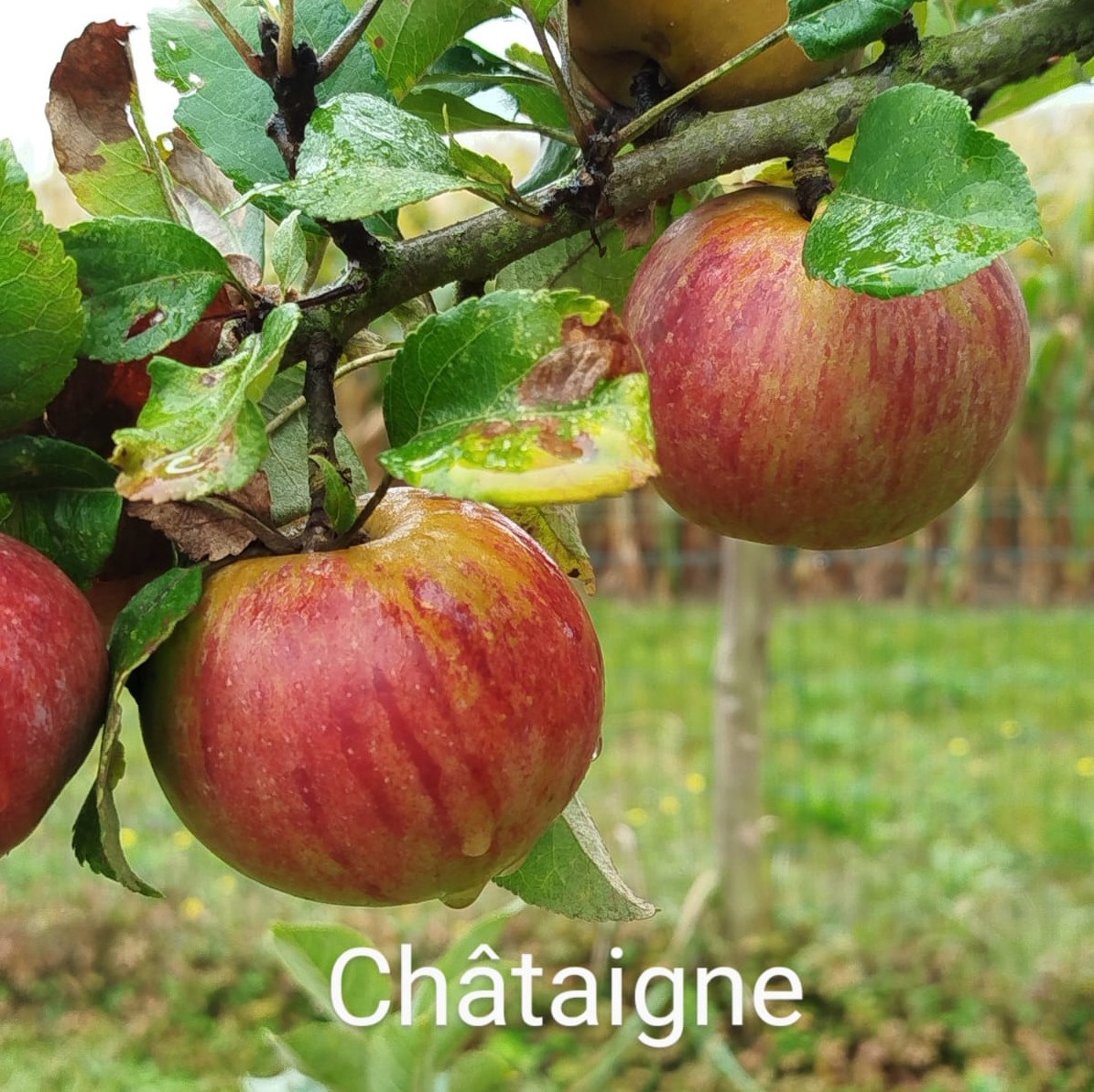 pommier châtaignier du Loiret